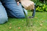 Wildlife gardening – how to plant bulbs in lawns