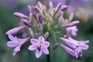 How to grow agapanthus from seed