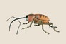 Garden wildlife identifier: weevils and flower beetles