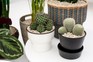 Five favourites - cacti and succulents