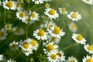 Chamomile flowers. Getty Images