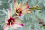 Ixia flowers. Getty Images