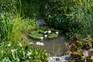Garden pond surrounded by pond plants
