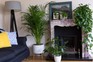 Our favourite house plants: Kentia palm, Fatsia and Epipremnum aureum