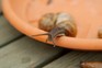 How to deal with slugs and snails organically