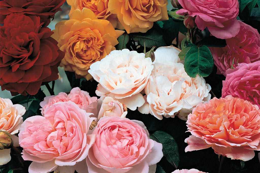 Classic ‘Old English’ shrub rose collection