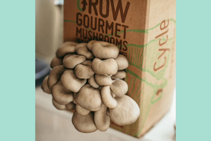Grow Your Own Mushrooms Kit - BBC Gardeners' World Magazine